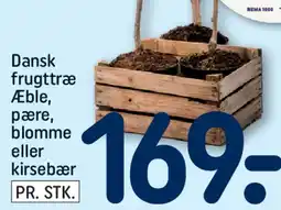 REMA 1000 Dansk frugttræ tilbud