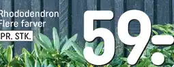REMA 1000 Rhododendron tilbud