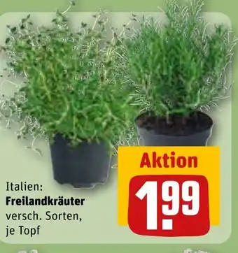 REWE DE Freilandkräuter tilbud