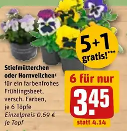 REWE DE Stiefmütterchen oder Hornveilchen tilbud