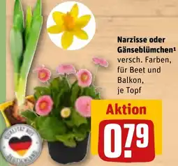 REWE DE Narzisse oder Gänseblümchen tilbud