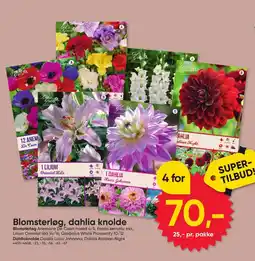 BigDollar Blomsterløg, dahlia knolde tilbud