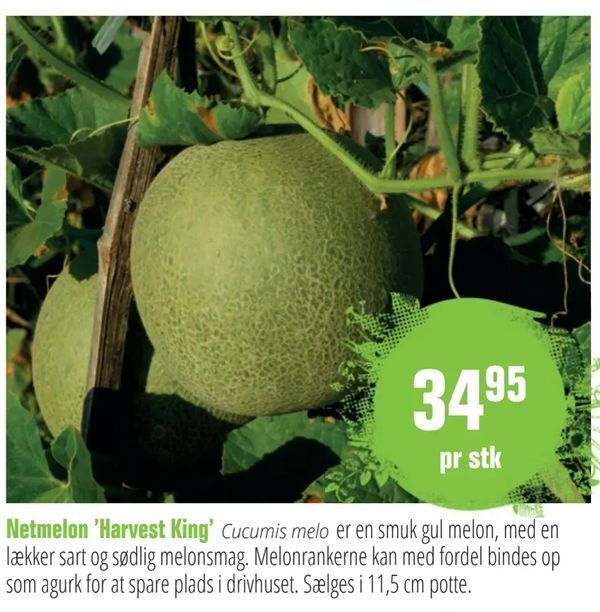 Netmelon 'Harvest King' tilbud hos Aldershvile Planteskole