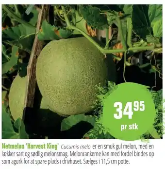 Netmelon 'Harvest King'