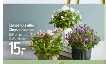 Campanula eller Chrysanthemum