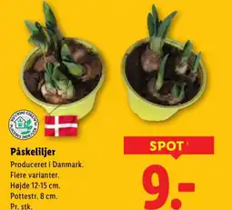 Lidl Påskeliljer tilbud