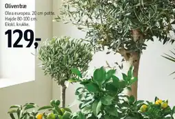 Føtex Oliventræ tilbud