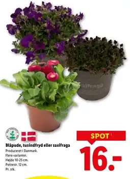 Lidl Blåpude, tusindfryd eller saxifraga tilbud
