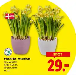 Lidl Påskeliljer i keramikæg tilbud