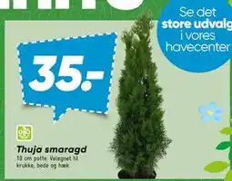Bilka Thuja smaragd tilbud