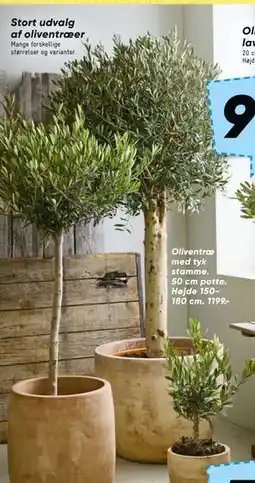 Bilka Oliventræ med tyk stamme tilbud