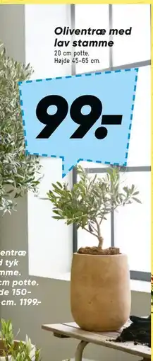 Bilka Oliventræ med lav stamme tilbud