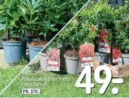 REMA 1000 Haveazalea eller Pieris Flere farver tilbud