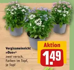 REWE DE Vergissmeinnicht Duo, EUR 1.49 tilbud
