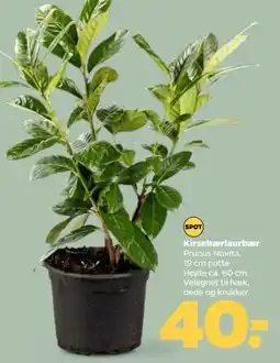 Netto Kirsebærlaurbær tilbud