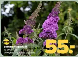 Netto Sommerfuglebusk tilbud