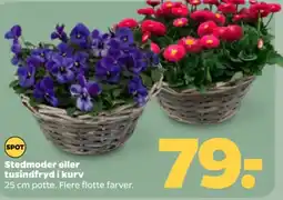 Netto Stedmoder eller tusindfryd i kurv tilbud