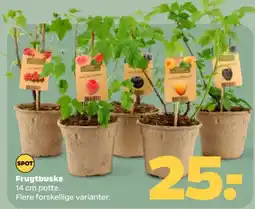 Netto Frugtbuske tilbud