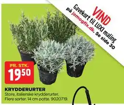 jem & fix KRYDDERURTER tilbud