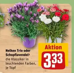 REWE DE Nelken Trio oder Schopflavendel¹, EUR 3.33 tilbud