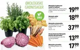 Citti Økologiske krydderurter i potter fra Tyskland tilbud