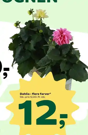 Dahlia - flere farver