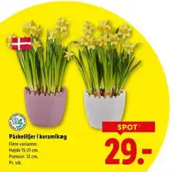 Lidl Påskeliljer i keramikæg tilbud