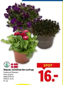 Lidl Blåpude, tusindfryd eller saxifraga tilbud