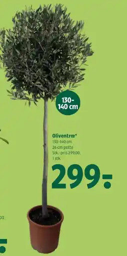 Coop 365 Oliventræ tilbud