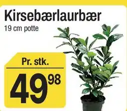 ABC Lavpris Kirsebærlaurbær tilbud
