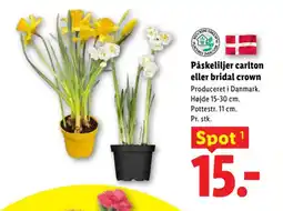 Lidl Påskeliljer carlton eller bridal crown tilbud