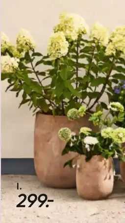 Bilka Palma lerkrukke tilbud