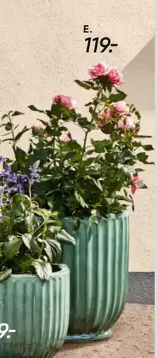 Bilka Roser i blomst tilbud