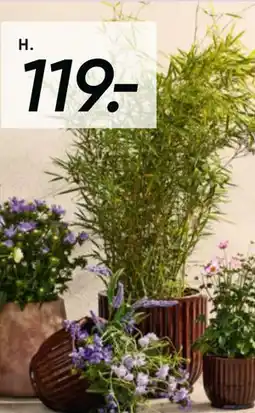 Bilka Bambus 23 cm potte tilbud