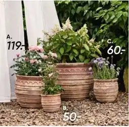 Bilka Roser i blomst tilbud