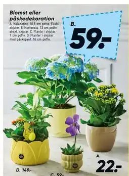 Bilka Kalanchoe tilbud