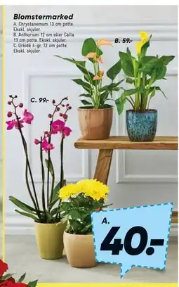 Bilka Chrystanemum 13 cm potte tilbud