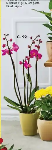 Bilka Orkidé 4-gr. 12 cm potte tilbud