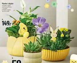 Føtex Planter i skjuler tilbud