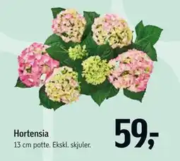 Føtex Hortensia tilbud