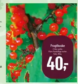 Føtex Frugtbuske tilbud