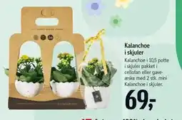 Føtex Kalanchoe i skjuler tilbud