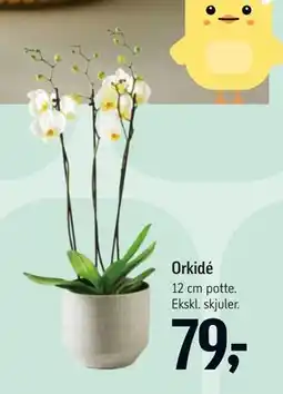 Føtex Orkidé tilbud