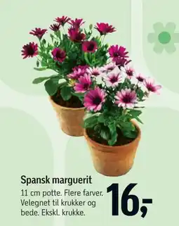Føtex Spansk marguerit tilbud