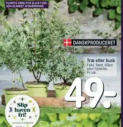 REMA 1000 Træ eller busk tilbud