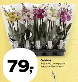 Kvickly Orkidé tilbud