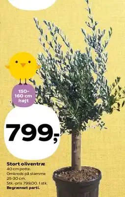 Kvickly Stort oliventræ tilbud