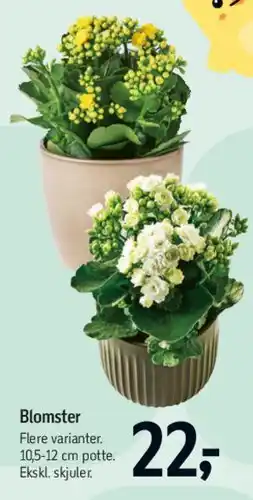 Føtex Blomster (potte) tilbud