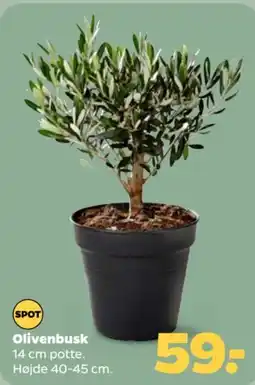 Netto SPOT Olivenbusk tilbud