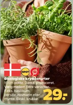 Netto Økologiske krydderurter tilbud